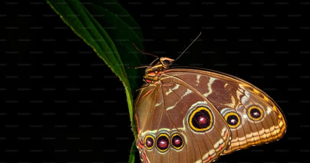 Papillon dans la lumiere doree - signes d'un defunt